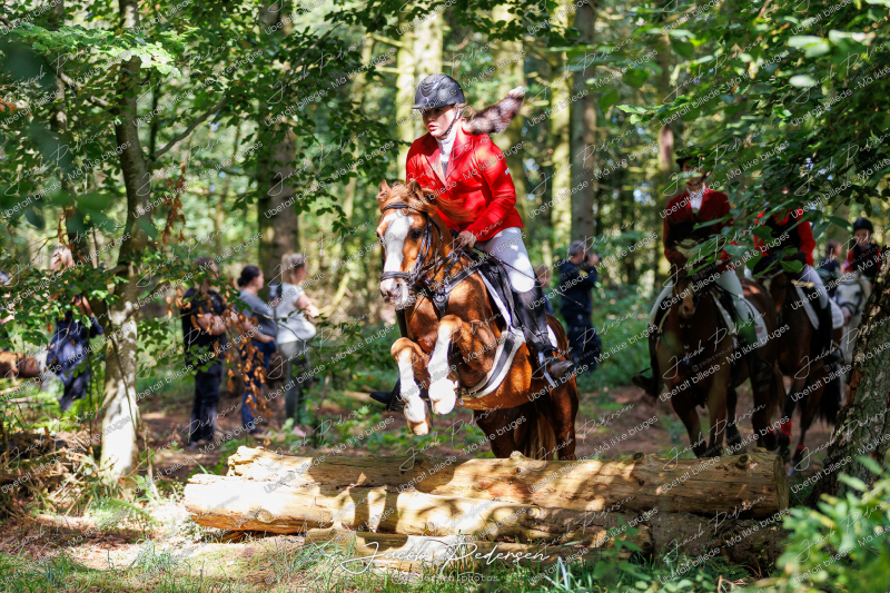 Begynderjagt_Sulsted_2024-52