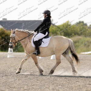 Himmerlandsblakken_Sommer_2025-14