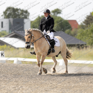Himmerlandsblakken_Sommer_2025-18