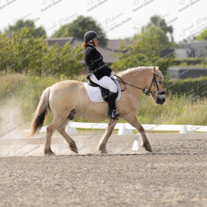 Himmerlandsblakken_Sommer_2025-19