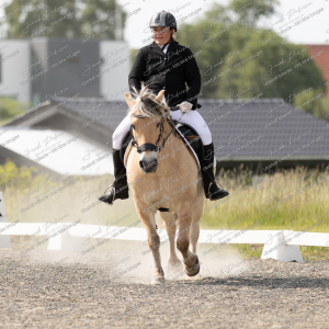 Himmerlandsblakken_Sommer_2025-20