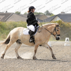 Himmerlandsblakken_Sommer_2025-5