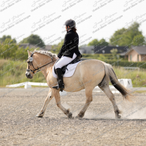 Himmerlandsblakken_Sommer_2025-9