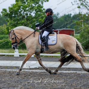 Nibe_Klasse_13_JM_Senior_Dressur-10