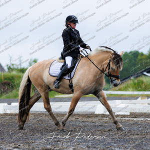 Nibe_Klasse_13_JM_Senior_Dressur-13