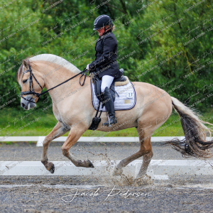 Nibe_Klasse_13_JM_Senior_Dressur-17