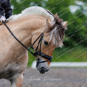 Nibe_Klasse_13_JM_Senior_Dressur-20