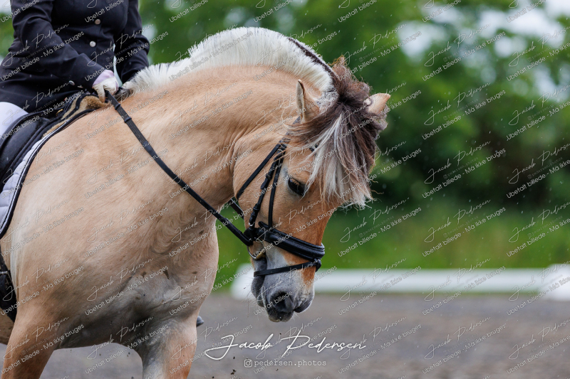Nibe_Klasse_13_JM_Senior_Dressur-20