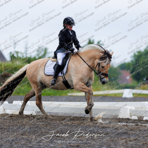 Nibe_Klasse_13_JM_Senior_Dressur-22
