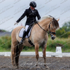 Nibe_Klasse_13_JM_Senior_Dressur-4