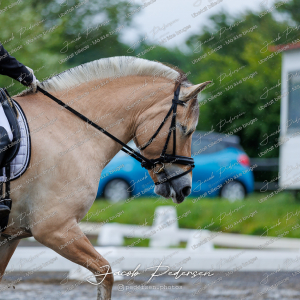Nibe_Klasse_13_JM_Senior_Dressur-5