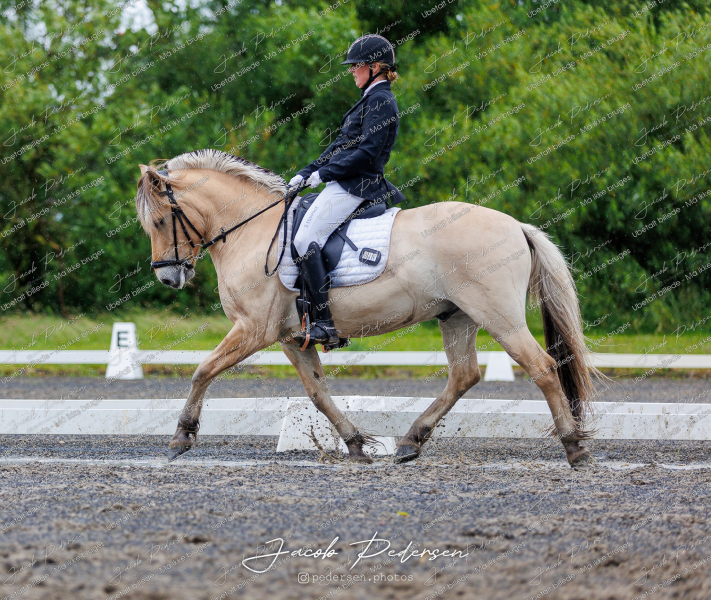 Nibe_Klasse_13_JM_Senior_Dressur-52