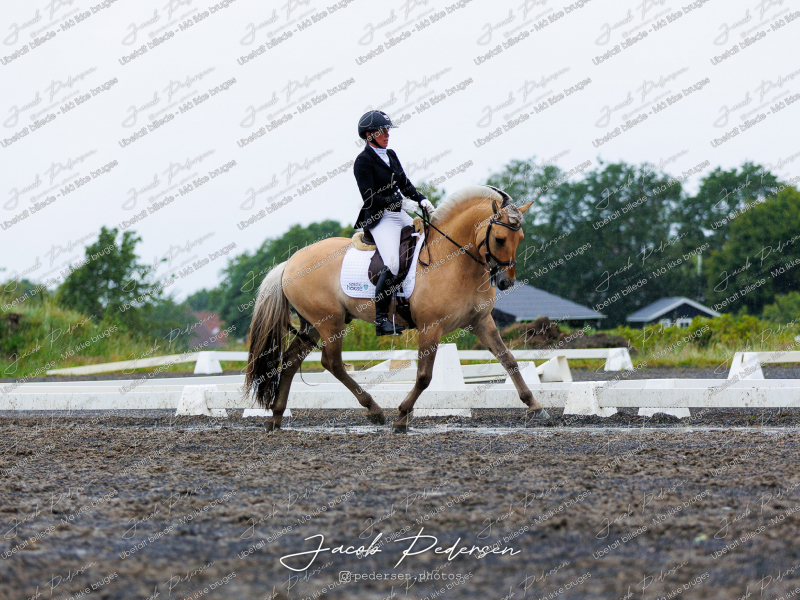 Nibe_Klasse_13_JM_Senior_Dressur-67